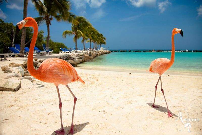 Aruba, Renaissance Aruba Resort*****