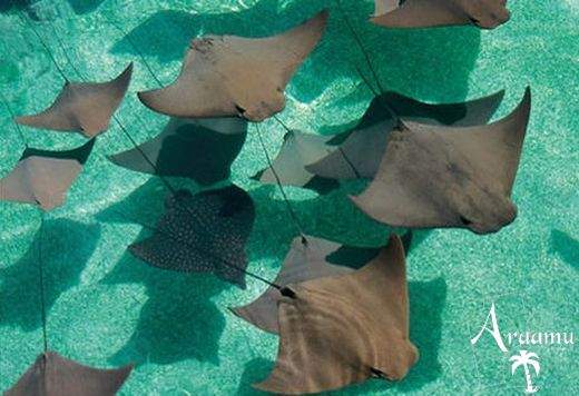 Bahamák, Atlantis Coral Towers****